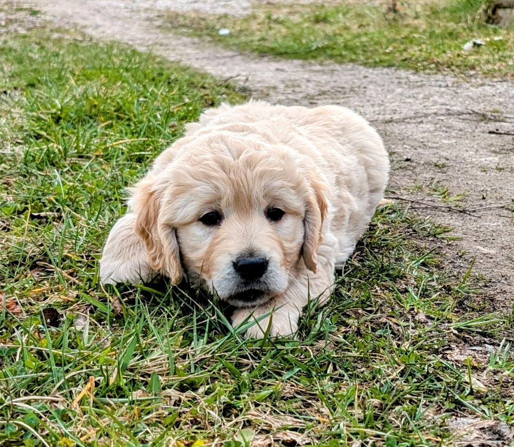 De La Forêt Ensorcelée - Chiots disponibles - Golden Retriever